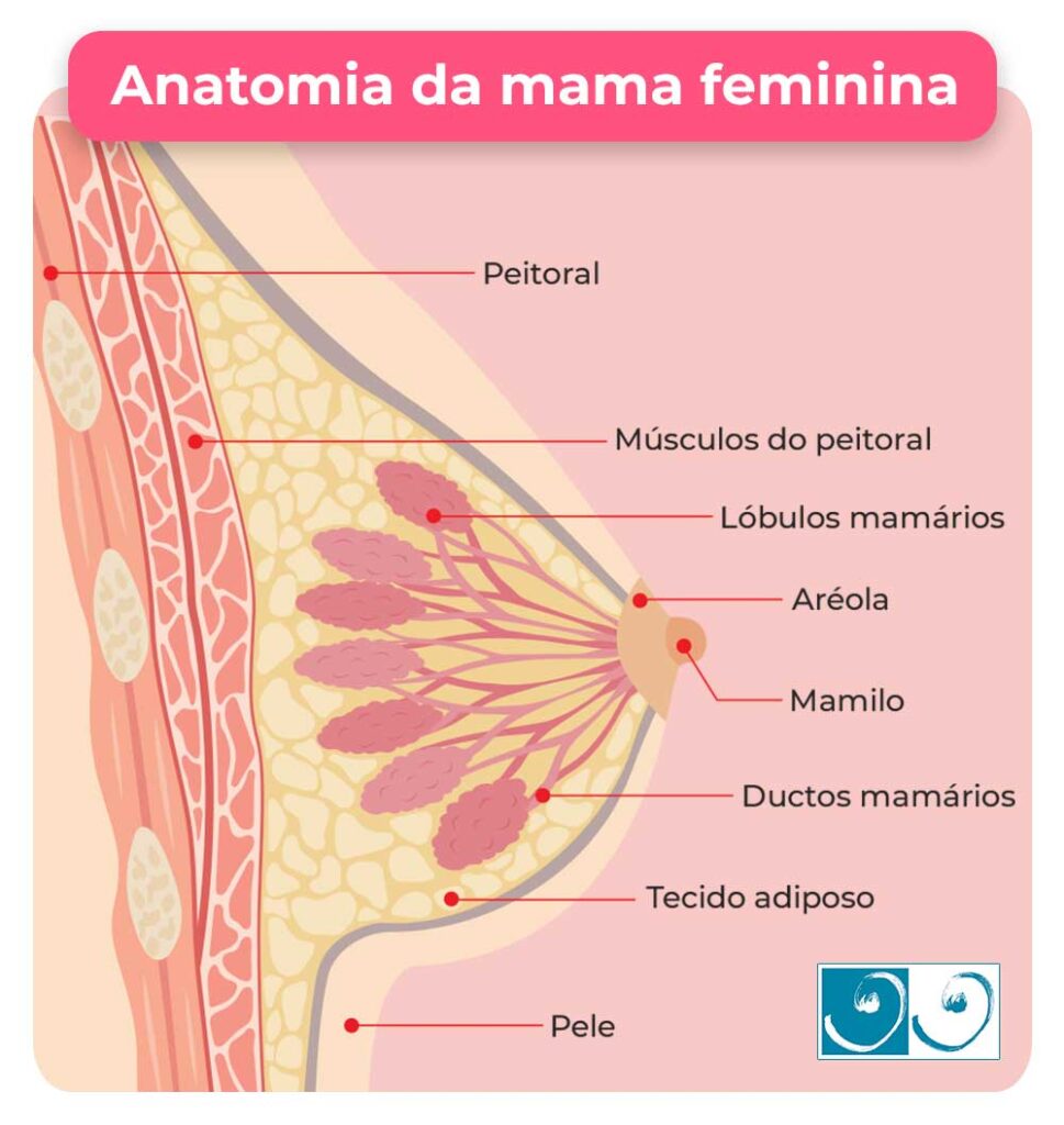 Anatomia da mama feminina
Peitoral
Músculos do peitoral Lóbulos mamários 
Aréola
Mamilo
Ductos mamários
Tecido adiposo
Pele